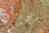 Polished Petrified Wood (Araucaria) Slab - Arizona #163642-1